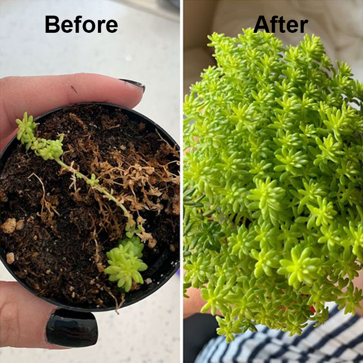 VeroVita™ — Ignite Giant Growth and Unleash Your Garden’s Wildest Potential | 1+1 FREE