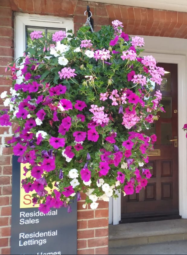 Artificial Morning Glory