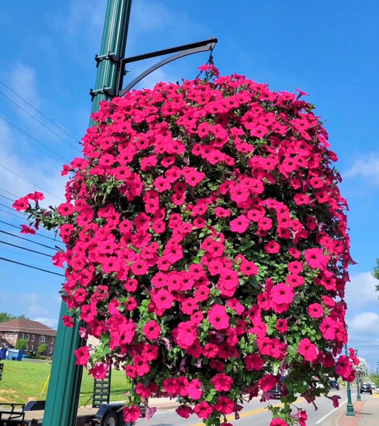 Artificial Morning Glory