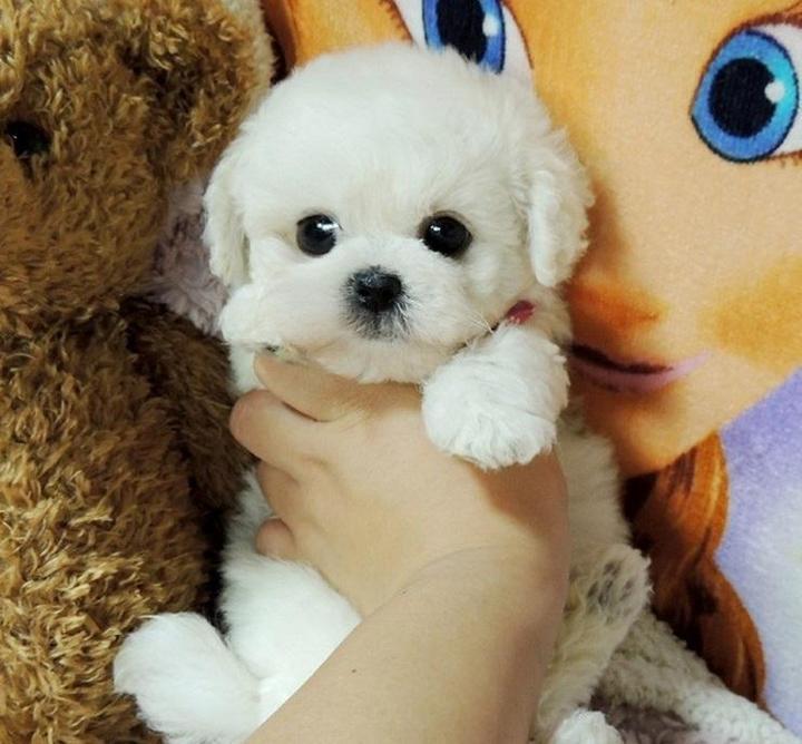 DearTeddy™  - A realistic pet toy
