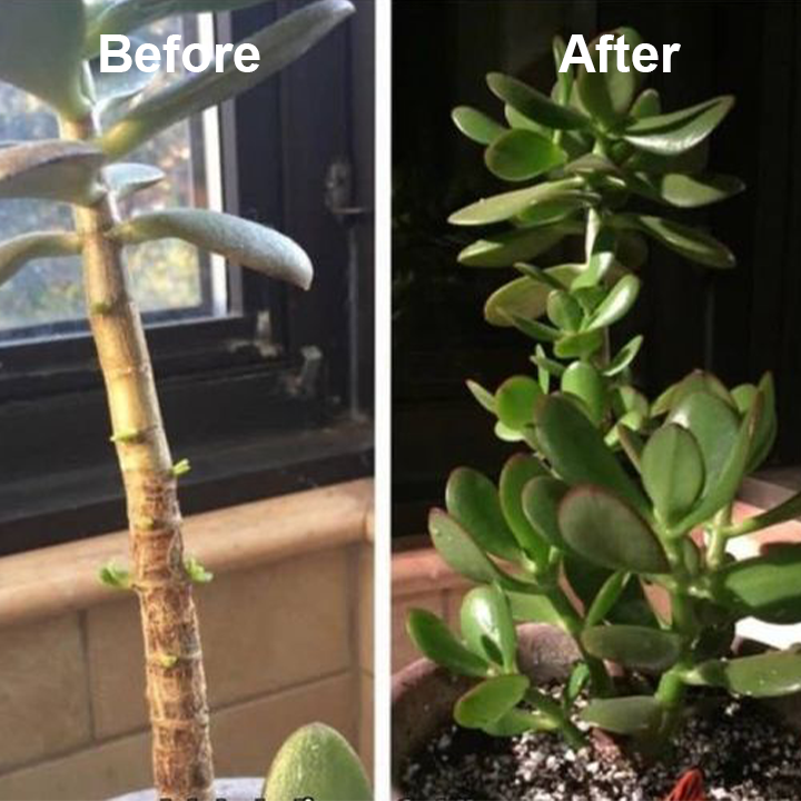 VeroVita™ — Ignite Giant Growth and Unleash Your Garden’s Wildest Potential | 1+1 FREE