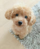 DearTeddy™  - A realistic pet toy