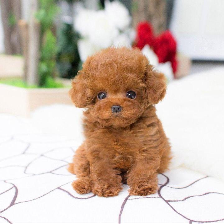 DearTeddy™  - A realistic pet toy